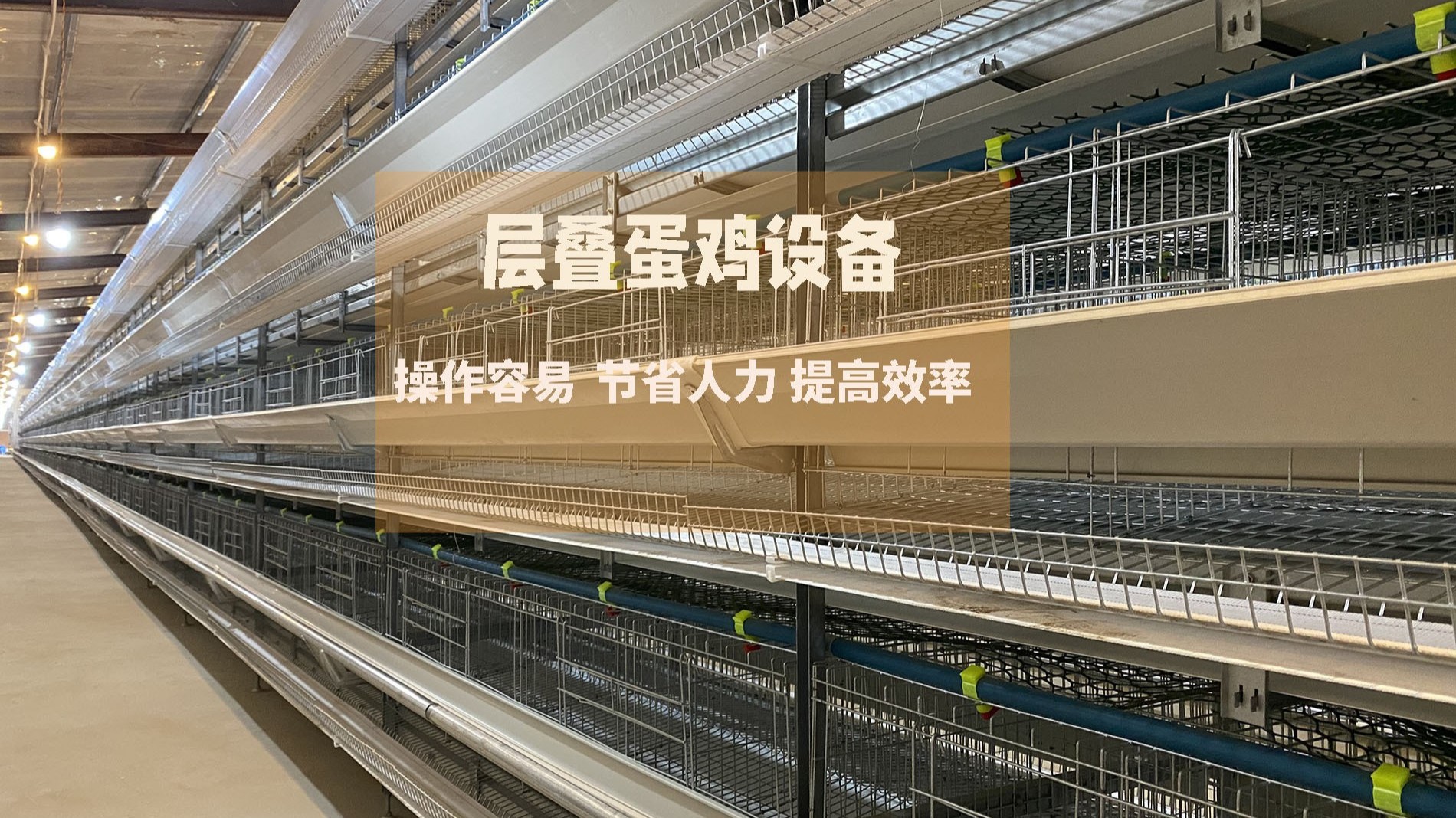 全自動(dòng)蛋雞養(yǎng)殖，冬季預(yù)防冷應(yīng)激的要點(diǎn)!鄭州遠(yuǎn)卓農(nóng)牧