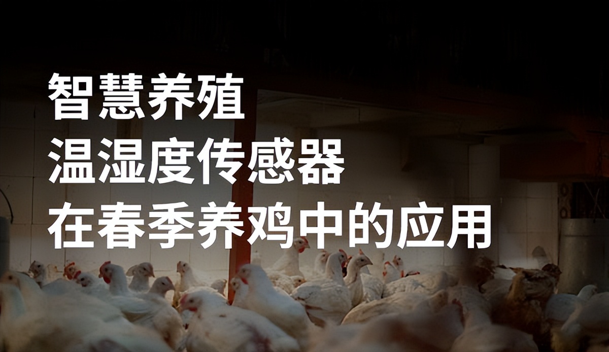蛋雞養(yǎng)殖未來前景在哪里?智能化養(yǎng)殖將成為行業(yè)趨勢